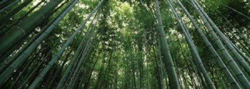 Posterazzi Low Angle View of Bamboo Trees Arashiyama Kyoto Prefecture Kinki Region Honshu Japan Poster Print, (18 x 7), Varies