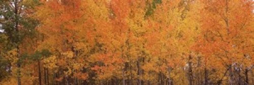 Posterazzi PPI127302S Forest Jackson Hole Teton County Wyoming USA Poster Print, 18 x 6 Posterazzi PPI127302S Forest Jackson Hole Teton County Wyoming USA Poster Print, 18 x 6