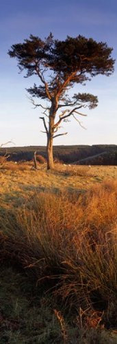 Posterazzi Tree On A Landscape Golden Hour Helwath Plantation Scarborough North Yorkshire England United Kingdom Poster Print, (18 x 7)