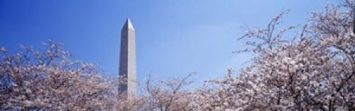 Posterazzi Monument behind cherry blossom trees Washington DC USA Poster Print, (18 x 6)
