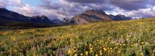 Posterazzi Flowers in a field Glacier National Park Montana USA Poster Print, (18 x 7)