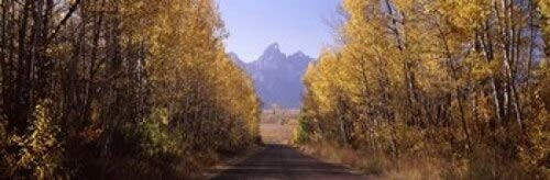 Posterazzi Road passing through a forest Grand National Park Teton County Wyoming USA Poster Print, (18 x 6) Posterazzi Road passing through a forest Grand National Park Teton County Wyoming USA Poster Print, (18 x 6)