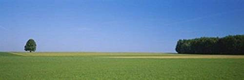 Posterazzi PPI93647S Tree in a field Germany Poster Print, 18 x 6
