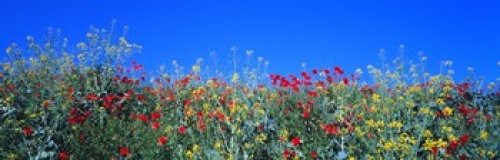 Posterazzi Poppy field Tableland N Germany Poster Print, (18 x 6)