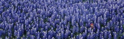 Posterazzi Bluebonnet flowers in a field Hill county Texas USA Poster Print, (18 x 6) Posterazzi Bluebonnet flowers in a field Hill county Texas USA Poster Print, (18 x 6)