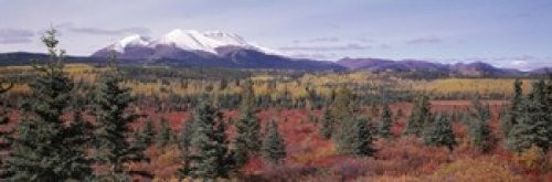 Posterazzi Canada Yukon Territory View of pines trees in a valley Poster Print, (18 x 6)