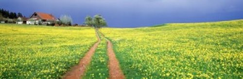 Dirt road passing through a field Germany Poster Print (18 x 6)