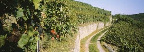 Posterazzi Gravel Road Passing Through Vineyards Vaihingen an Der ENZ Baden-Wurttemberg Germany Poster Print, (18 x 7), Varies