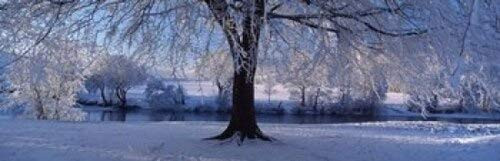 Posterazzi Winter Trees Perkshire Scotland Poster Print, (18 x 6) Posterazzi Winter Trees Perkshire Scotland Poster Print, (18 x 6)