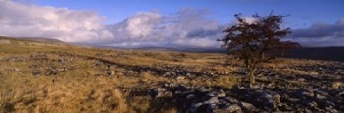 Posterazzi Tree On A Landscape Limestone North York Moors Yorkshire England United Kingdom Poster Print, (18 x 6)