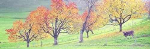 Posterazzi Cow Cantone Zug Switzerland Poster Print, (18 x 6)