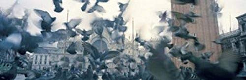 Posterazzi PPI98161S Low angle view of a flock of pigeons St. Mark's Square Venice Italy Poster Print, 18 x 6