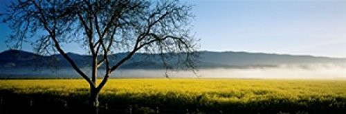 Fog over crops in a field Napa Valley California USA Poster Print (18 x 7)