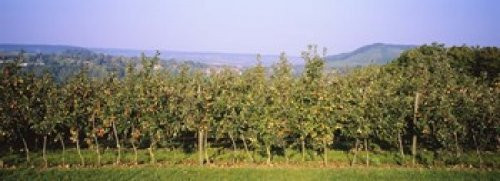 Posterazzi Apple Trees in an Orchard Weinsberg Heilbronn Stuttgart Baden-Wurttemberg Germany Poster Print, (18 x 7), Varies