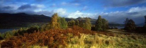 Posterazzi Trees in a field Loch Tay Scotland Poster Print, (18 x 6) Posterazzi Trees in a field Loch Tay Scotland Poster Print, (18 x 6)