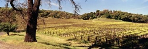 Posterazzi PPI103885S Mustard flowers in a field Napa Valley California USA Poster Print, 18 x 6