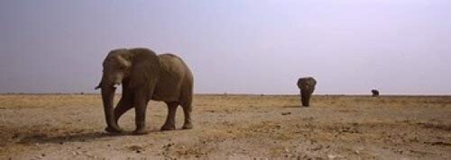 Posterazzi Three African elephants (Loxodonta africana) bulls approaching a waterhole Etosha National Park Kunene Region Namibia Poster Print, (18 x 7