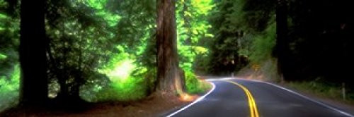 Posterazzi Road Redwoods Mendocino County California USA Poster Print, (18 x 6)