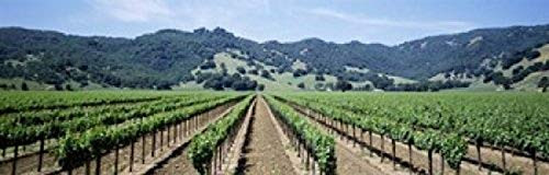 Rows of vine in a vineyard Hopland California USA Poster Print (18 x 6)