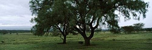 Posterazzi PPI113572S Trees on a landscape Lake Nakuru National Park Rift Valley Kenya Poster Print, 18 x 6