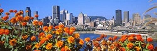 Posterazzi PPI128097S Blooming flowers with city skyline in the background Montreal Quebec Canada 2010 Poster Print, 18 x 6