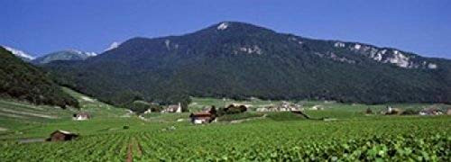 Posterazzi PPI92197S High Angle View Of A Vineyard Valais Switzerland Poster Print, 18 x 7