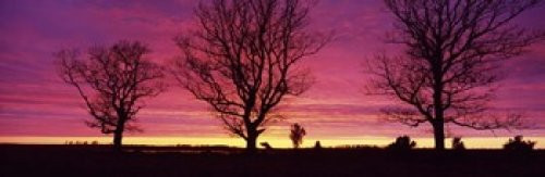 Posterazzi Oak Trees Sunset Sweden Poster Print, (18 x 6)