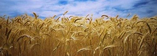 Posterazzi PPI97688S Wheat crop growing in a field Palouse Country Washington State USA Poster Print, 18 x 7