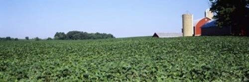 Soybean field with a barn in the background Kent County Michigan USA Poster Print (18 x 6)