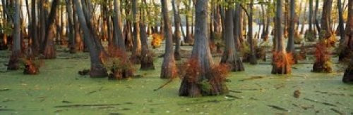 Bald cypress trees (Taxodium disitchum) in a forest Illinois USA Poster Print (18 x 6)