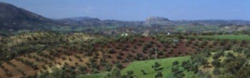 Posterazzi Olive Groves Andalucia Spain Poster Print, (18 x 6)