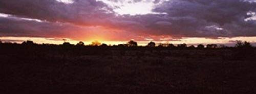 Posterazzi PPI134352S Sunset over the savannah plains Kruger National Park South Africa Poster Print, 18 x 7