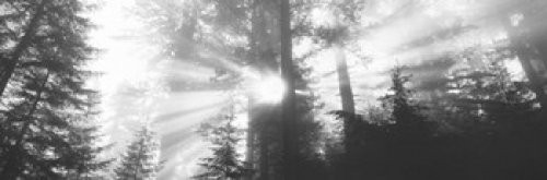 Posterazzi Road Redwoods Park California USA Poster Print, (18 x 6)