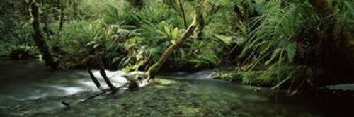 Posterazzi Divide Creek flowing through a forest Hollyford River Fiordland National Park South Island New Zealand Poster Print, (18 x 6)