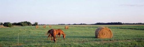 Horses And Hay Marion County Illinois USA Poster Print (18 x 6) Horses And Hay Marion County Illinois USA Poster Print (18 x 6)