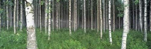 Posterazzi Birch Forest Punkaharju Finland Poster Print, (18 x 6)