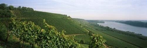 Vineyards along a river Niersteiner Hang Rhine River Nackenheim Mainz-Bingen Rhineland-Palatinate Rheinhessen Germany Poster Print (18 x 6)