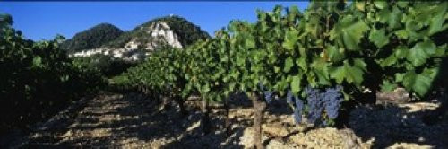 Posterazzi Cote Du Rhone Vineyard Provence France Poster Print, (18 x 6)
