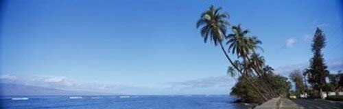 Posterazzi Palm trees on the coast Lahaina Maui Hawaii USA Poster Print, (18 x 6)