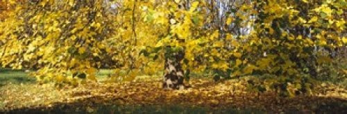 Posterazzi Trees in autumn Stuttgart Baden-Wurttemberg Germany Poster Print, (18 x 6)