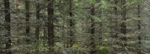Posterazzi Trees Spruce Forest Joutseno Finland Poster Print, (18 x 7)