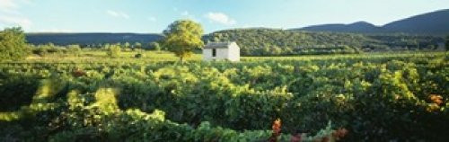 Vineyard Provence France Poster Print (18 x 6)