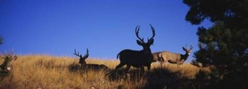 Posterazzi Five Mule deer in a field Montana USA Poster Print, (18 x 7)