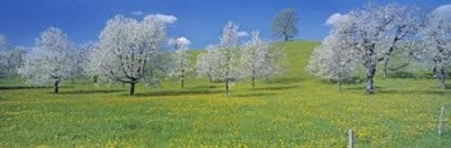 Posterazzi View Of Blossoms On Cherry Trees Zug Switzerland Poster Print, (18 x 6)