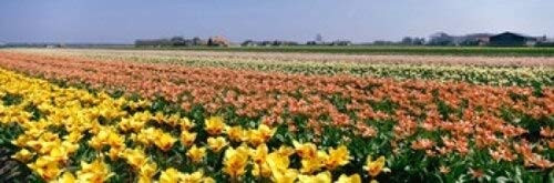 Posterazzi Field Of Flowers Egmond Netherlands Poster Print, (18 x 6)