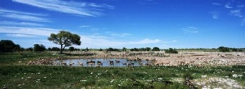 Posterazzi PPI119797S Wild animals at a waterhole Okaukuejo Etosha National Park Kunene Region Namibia Poster Print, 18 x 7