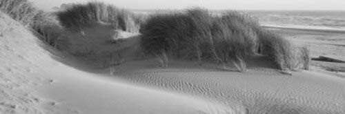 Posterazzi Grass on the beach Pacific Ocean State Natural Area Bandon Oregon USA Poster Print, (18 x 6)