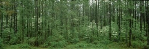 Flowering Dogwood (Cornus florida) trees in a forest Alaska USA Poster Print (18 x 6)