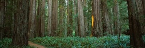Posterazzi PPI106470S Trees in a forest Jedediah Smith Redwoods State Park California USA Poster Print, 18 x 6