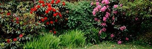 Posterazzi PPI128148S Rhododendrons plants in a garden Shore Acres State Park Coos Bay Oregon USA Poster Print, 18 x 6